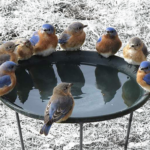 Heated Bird Bath: A Year-Round Oasis for Wild Birds