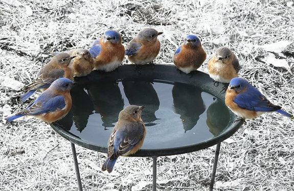 Heated Bird Bath: A Year-Round Oasis for Wild Birds