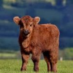 Mini Highland Cow