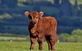 Mini Highland Cow